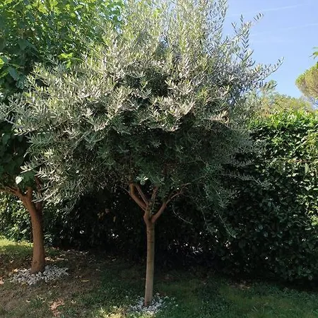 Bed & Breakfast Il Tulipano