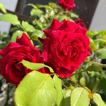 Couette-café Il Tulipano 3*