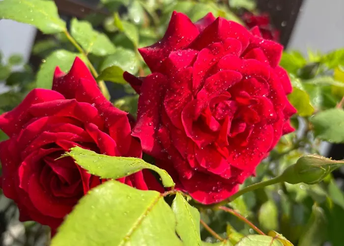 Bed and Breakfast Il Tulipano 3*